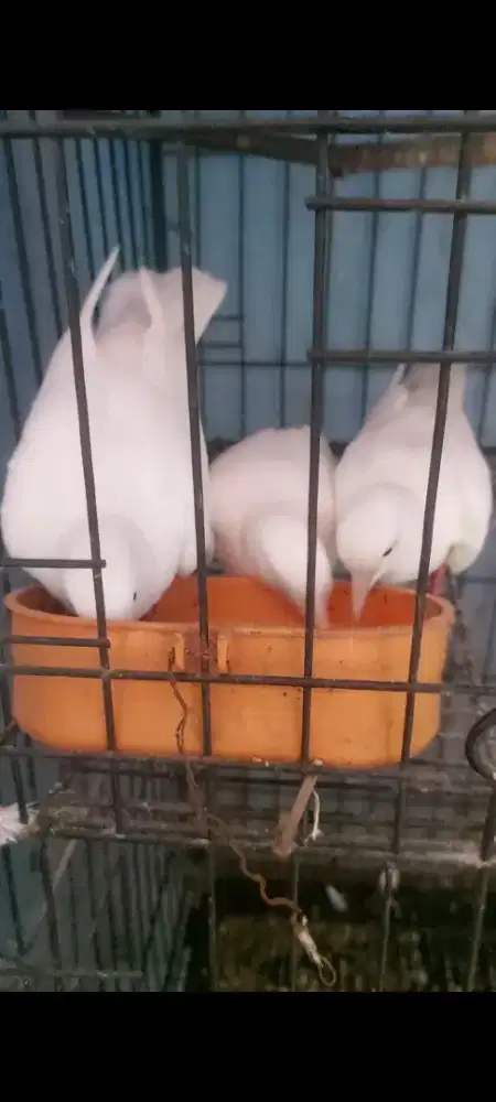 Puter putih mata merah 3 ekor 200