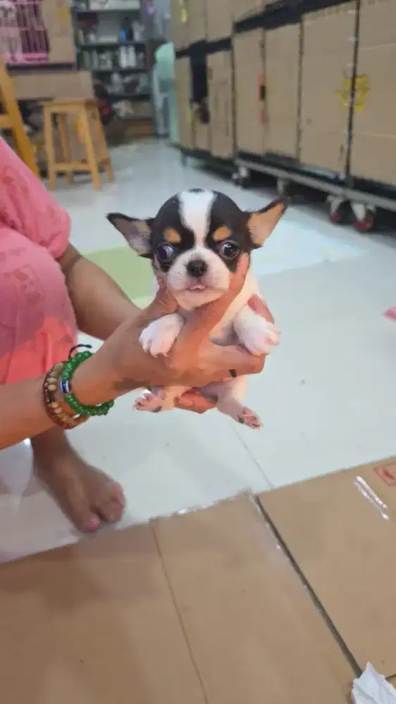 Jual murah anakan chihuahua betina 3 colour