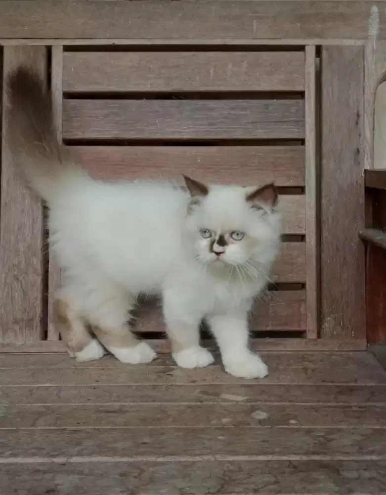 Kitten ragdoll jantan