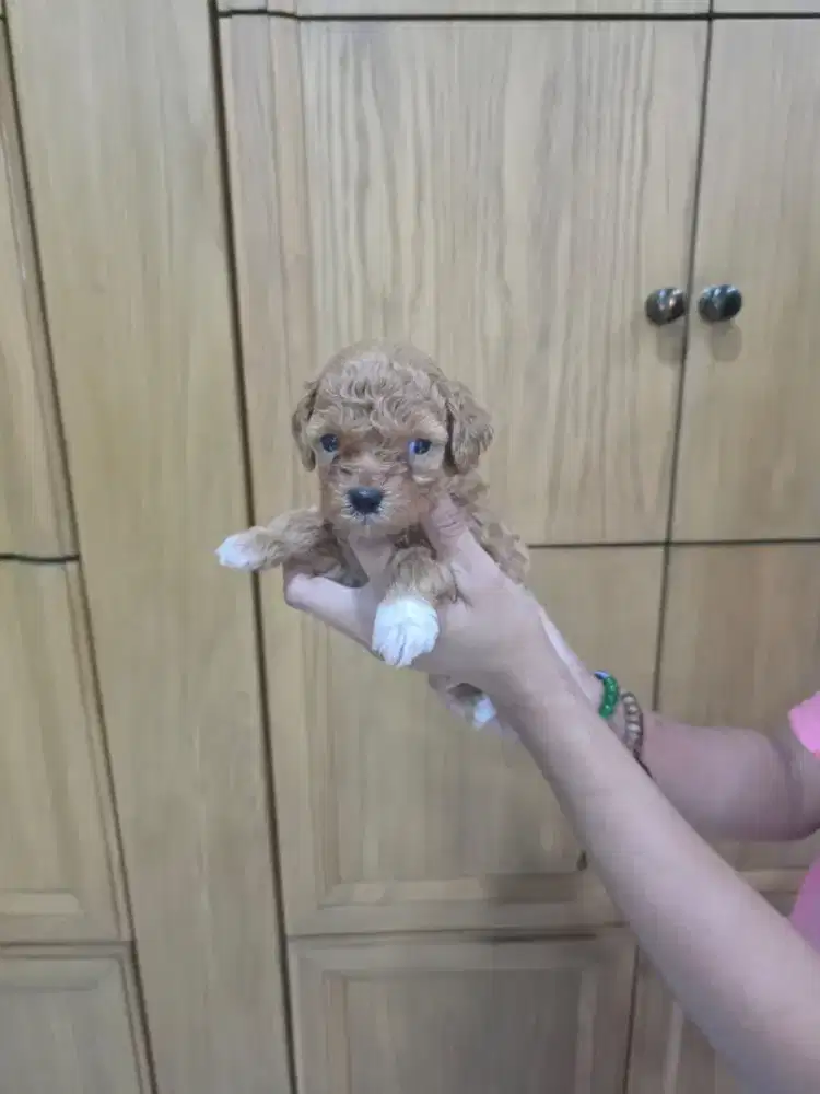 Red Poodle Jantan jual cepat