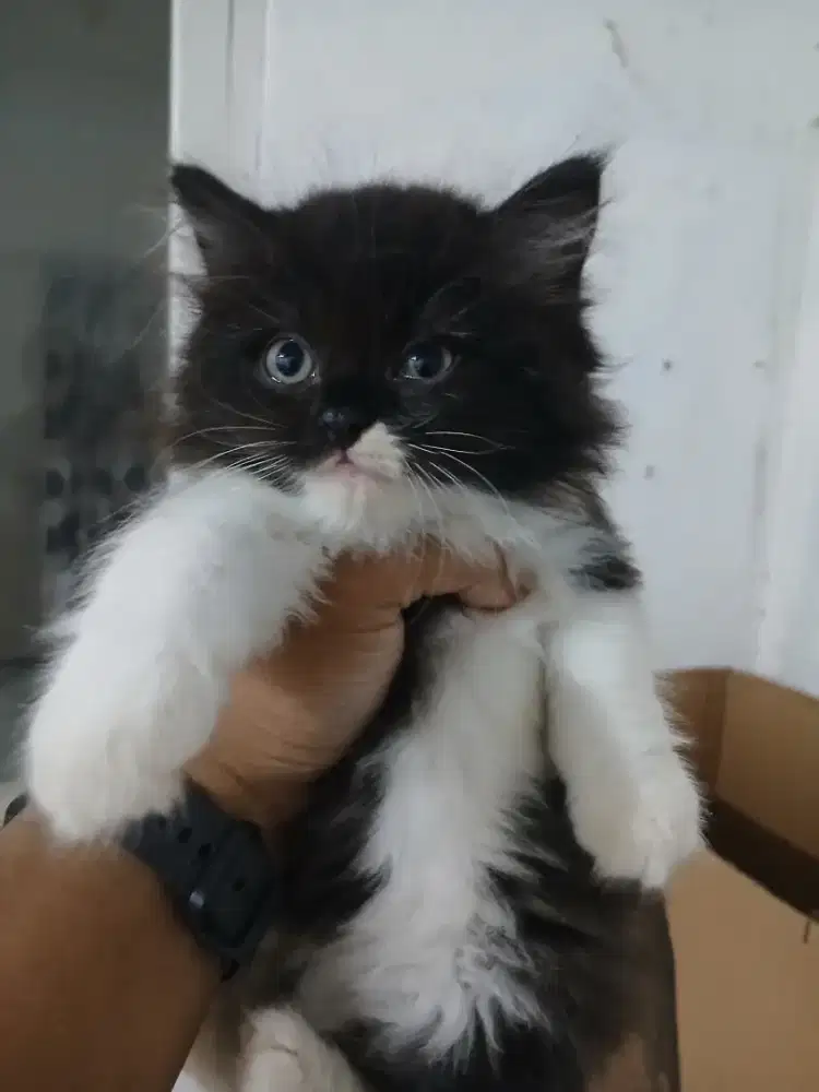 Jual kucing anggora 3 bulan