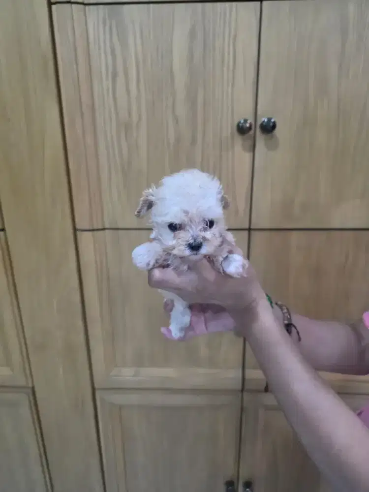 Jual cepat light aprikot poodle betina puppie