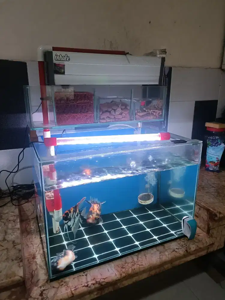 Aquarium + Ikan Koki