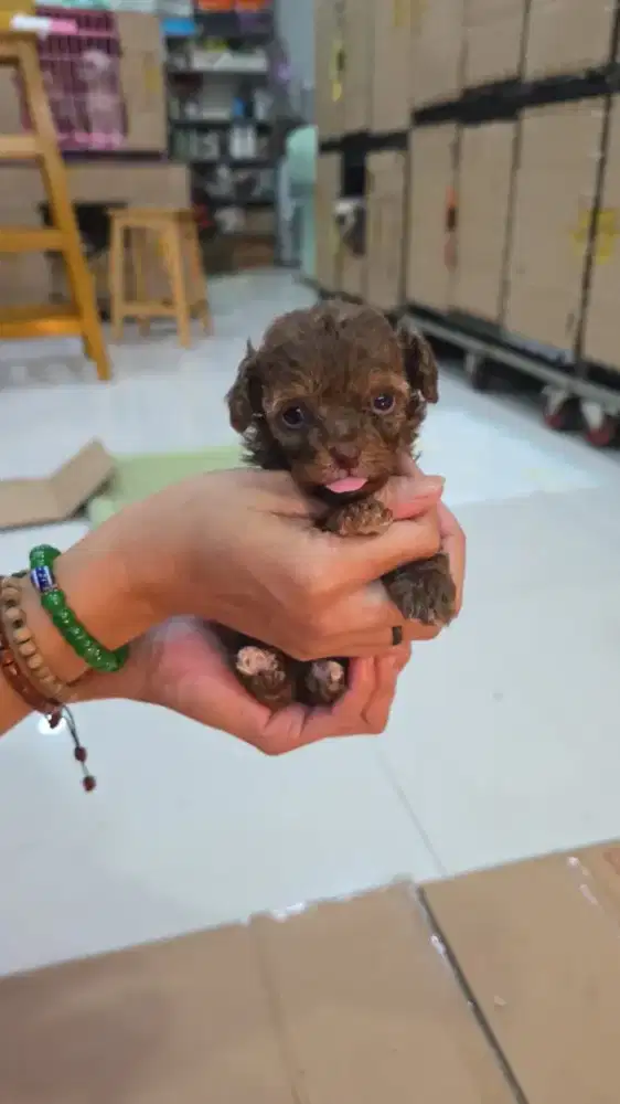 Jual cepat poodle choco mismark