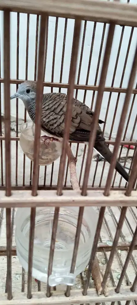 Perkutut Bangkok Ring Bf