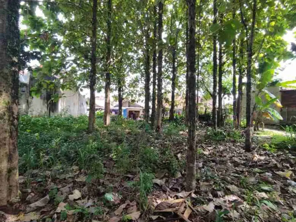 Jual Tanah bagus di Cibinong Kandang Roda.