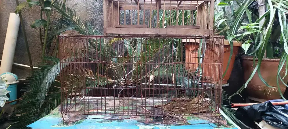 Kandang besi burung dara merpati