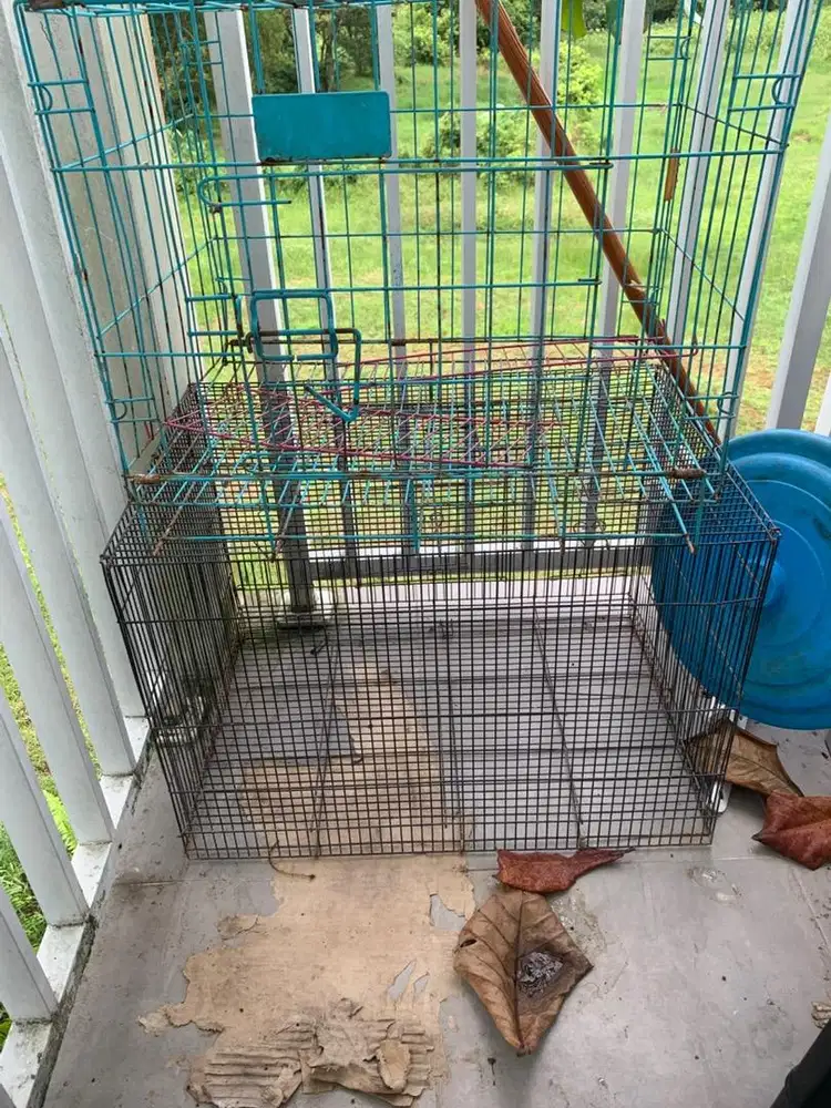 Kandang kucing atau burung