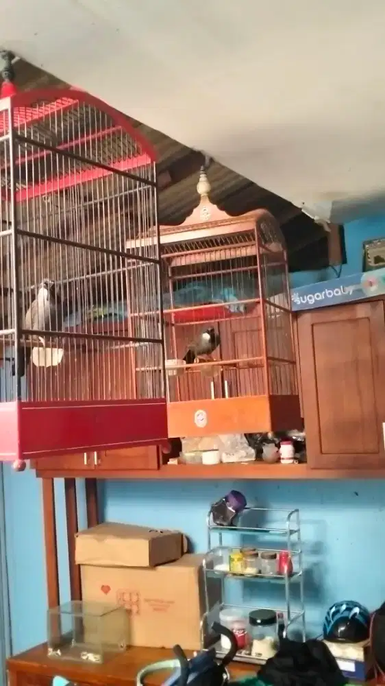 Poksay Hongkong sepasang mapan