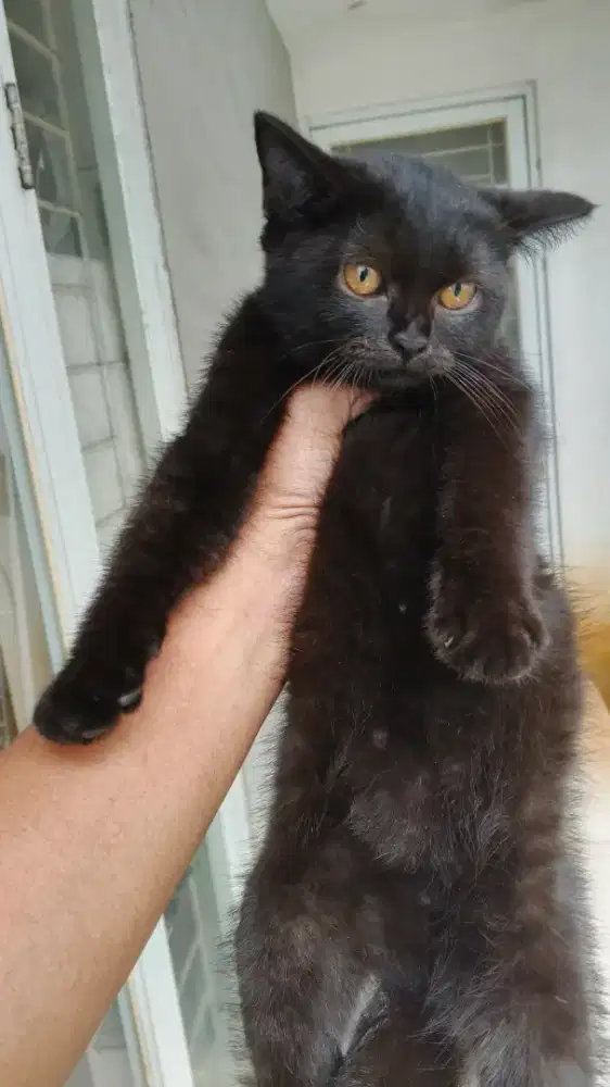 Kitten British Short Hair 4 Bulan