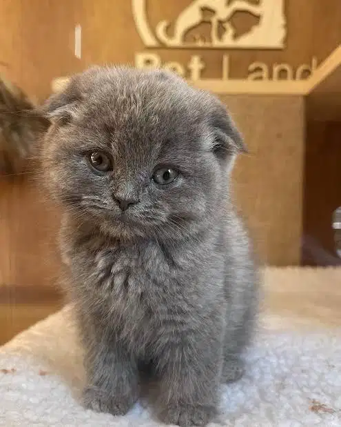 Kucing scotishfold jantan