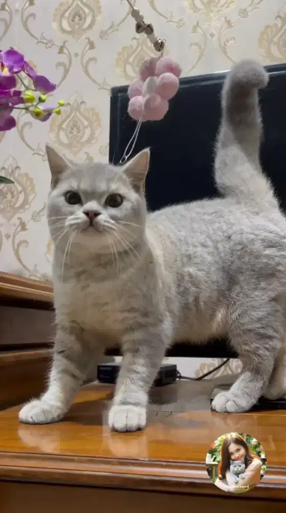 BSH Blue-golden Jantan 7 Bulan