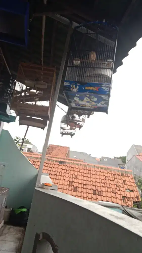 Burung piaraan edisi mau beli sperpat motor