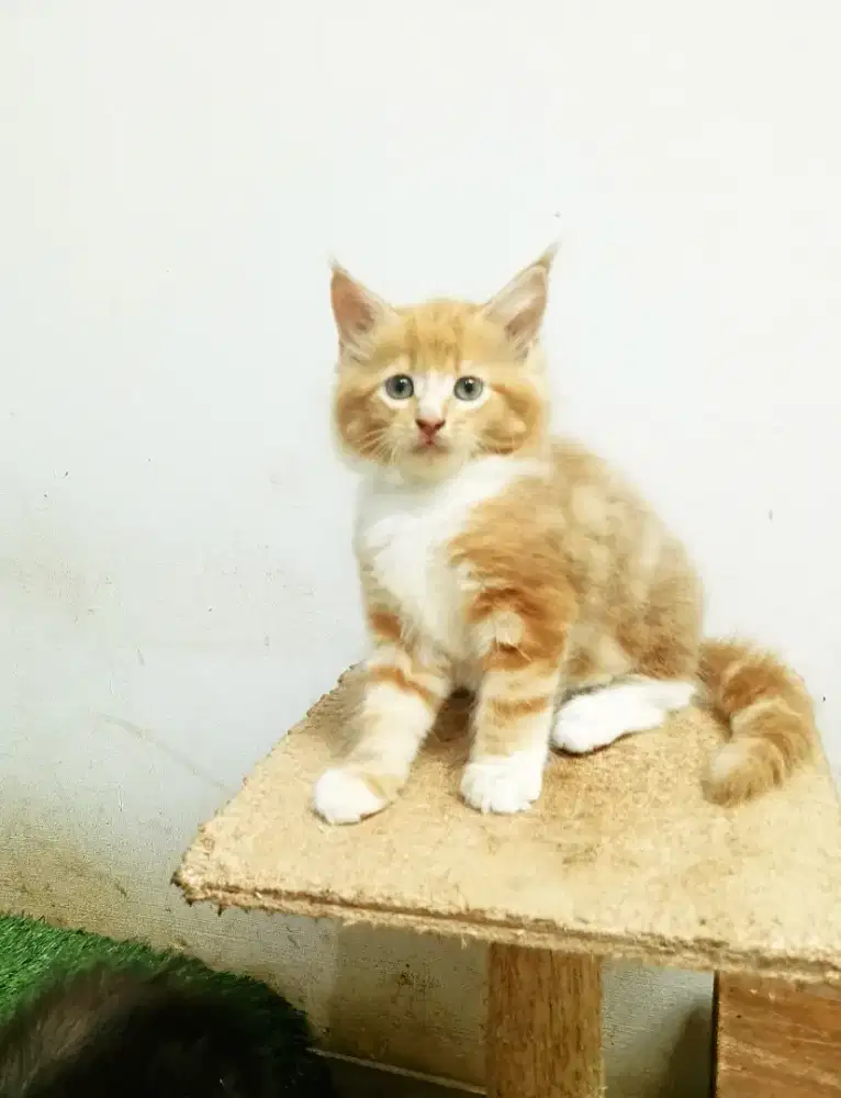 Kitten mainecoon Betina Pure No mix. Induk ped cfa maine Coon