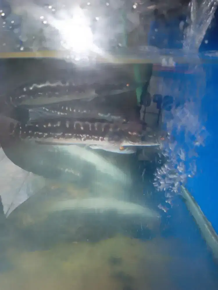 Toman saes 32 cm Bahan Goblin