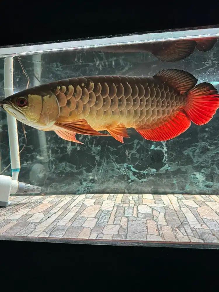 Ikan arwana golden red merah