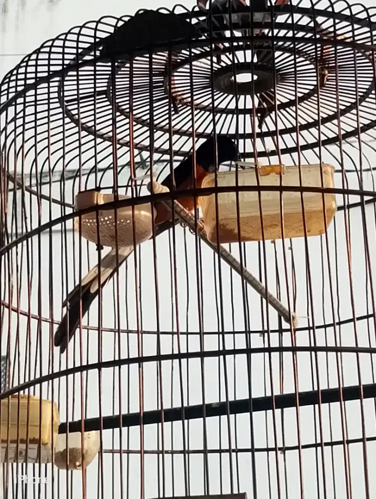 Murai Medan Ring Trah Prestasi & Trah ekor panjang