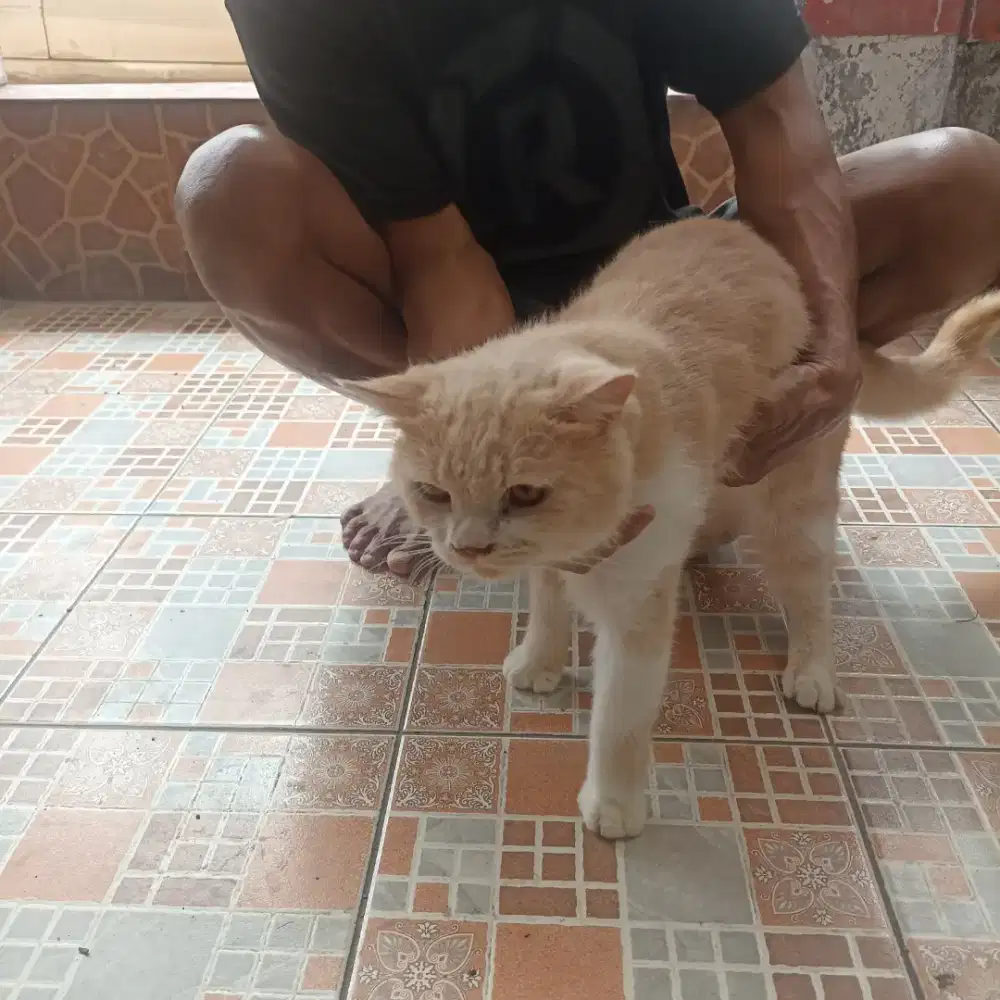 Kucing Bsh mix persia