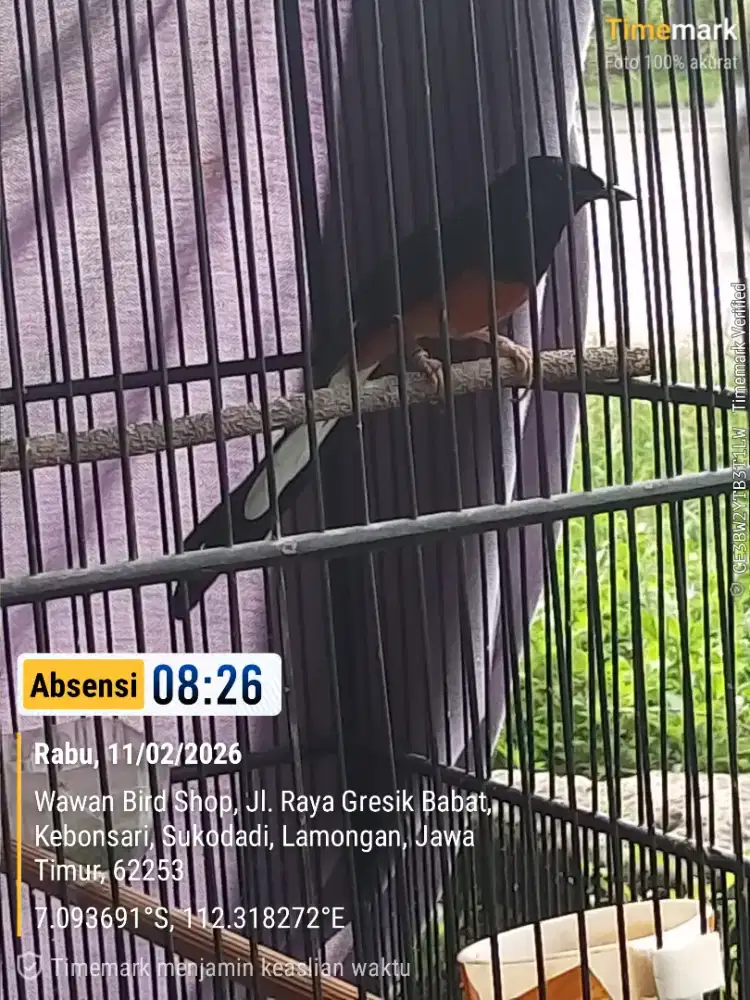 Murai medan ring fighter 1x urakan