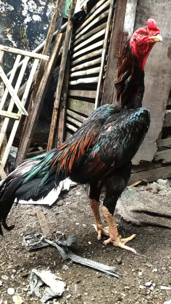 Ayam Shamo Fighter
