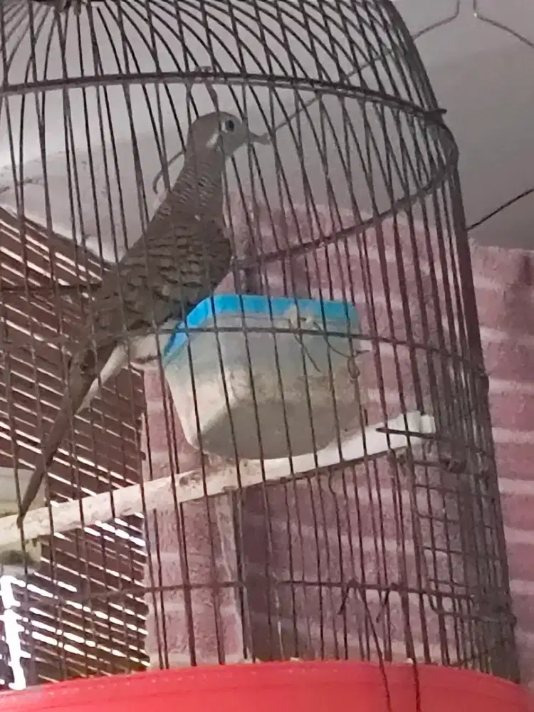 Jual burung perkutut Bangkok