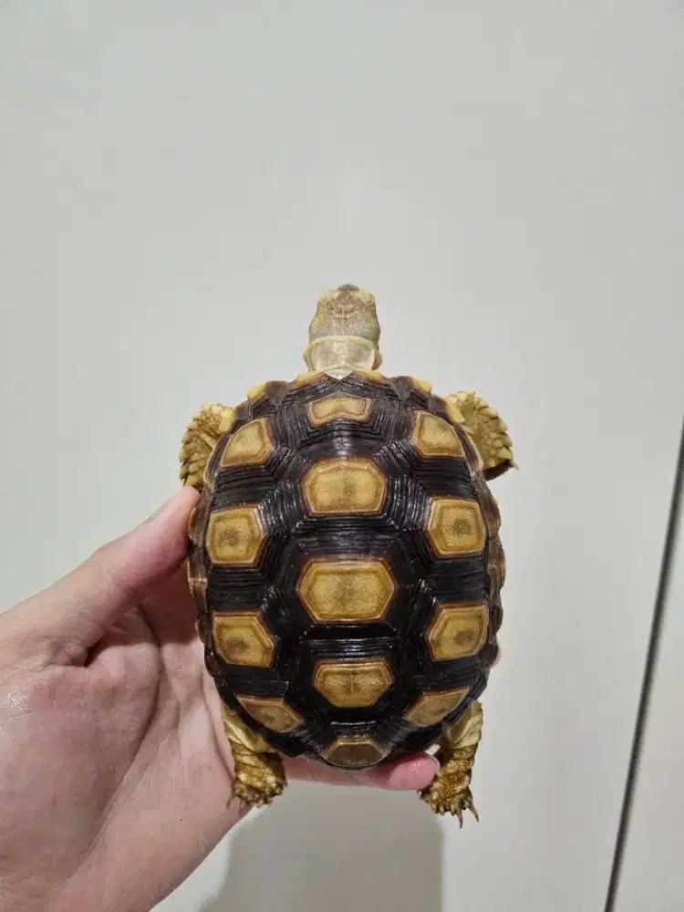 Sulcata grade A motif ciamik