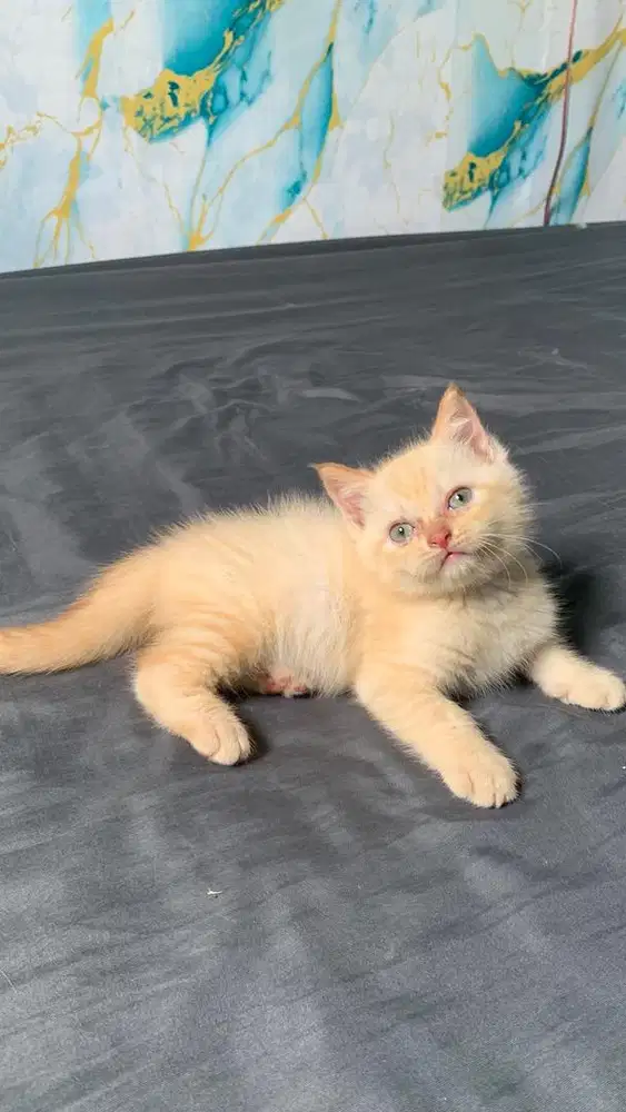 muchkin NS 2 bulan jantan