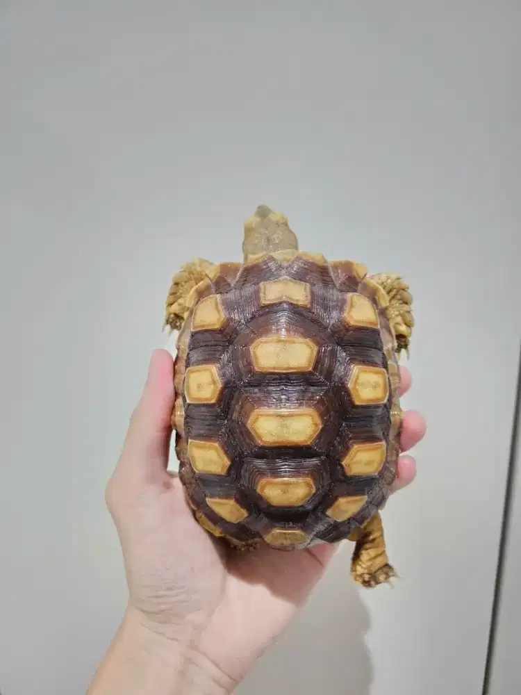 Sulcata motif super ciamik grade A