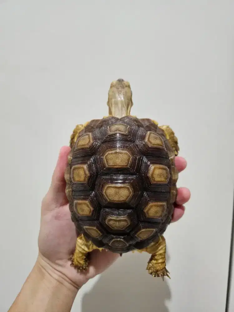 Sulcata super ciamik grade A