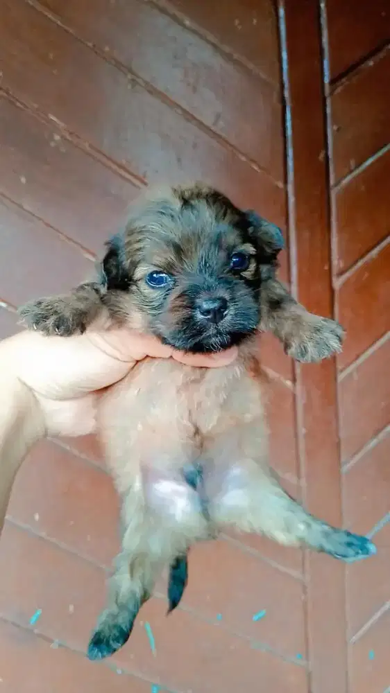 ANAK POM MIX PODDLE