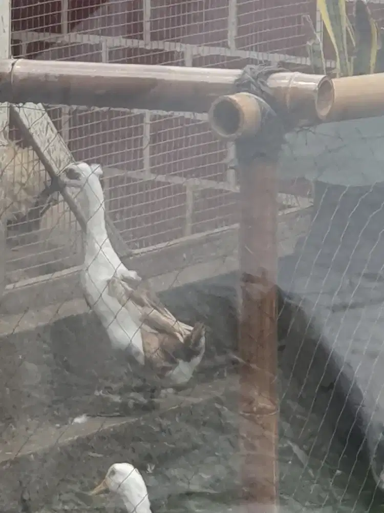 Bebek jambul Magelang