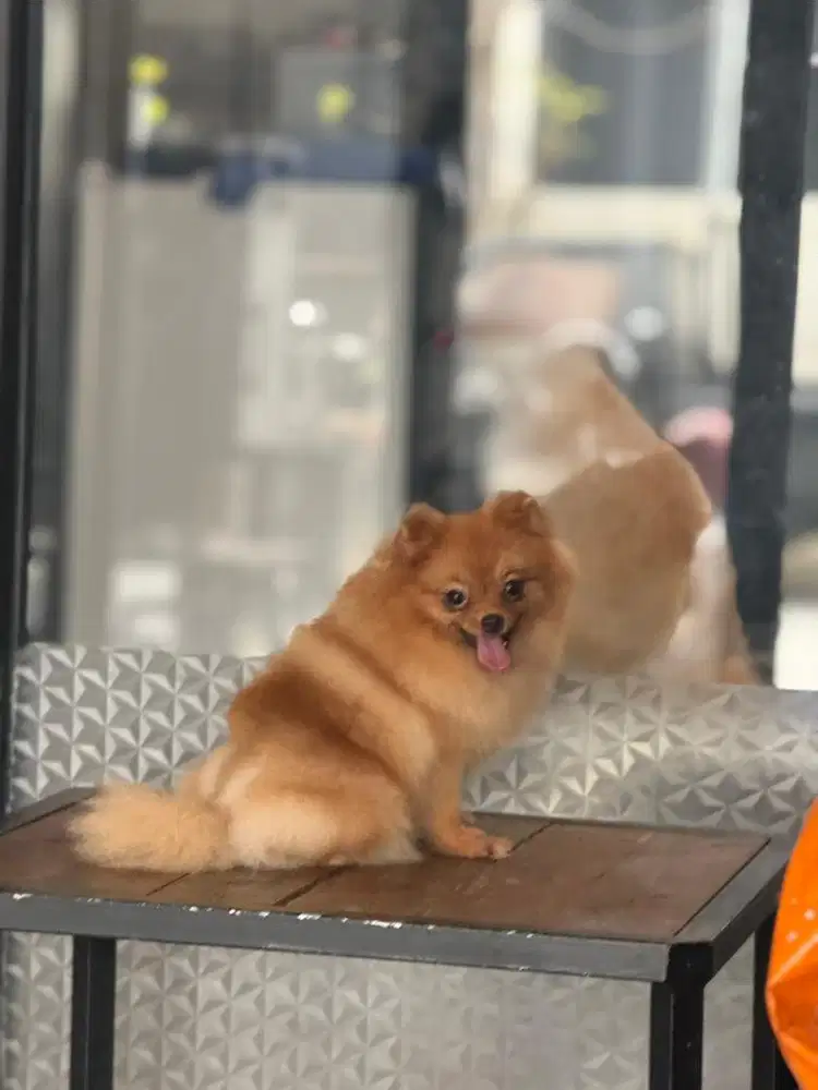 Pomeranian Betina 12bln