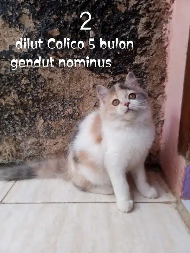 Kucing Persia medium
