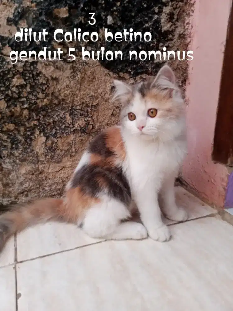Kucing Persia medium