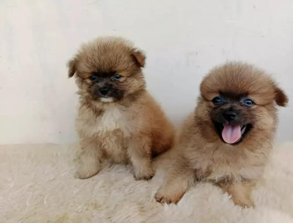 Pupies minipom borongan ( bandung)