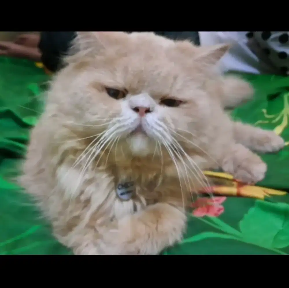 Kucing Persia Peaknose