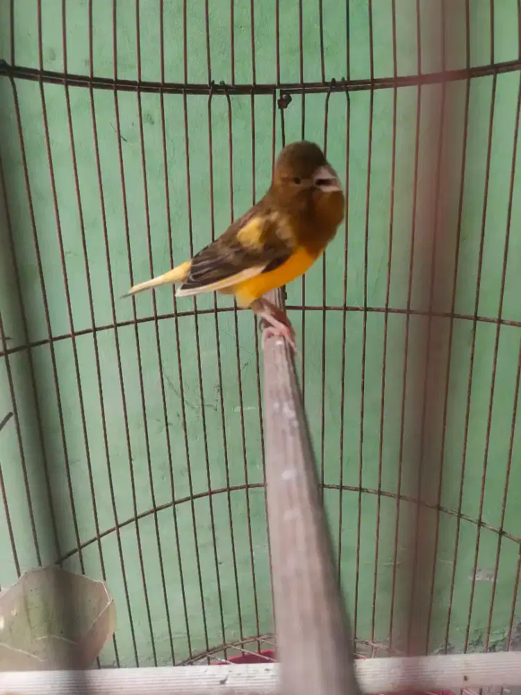 Kenari jantan kenari