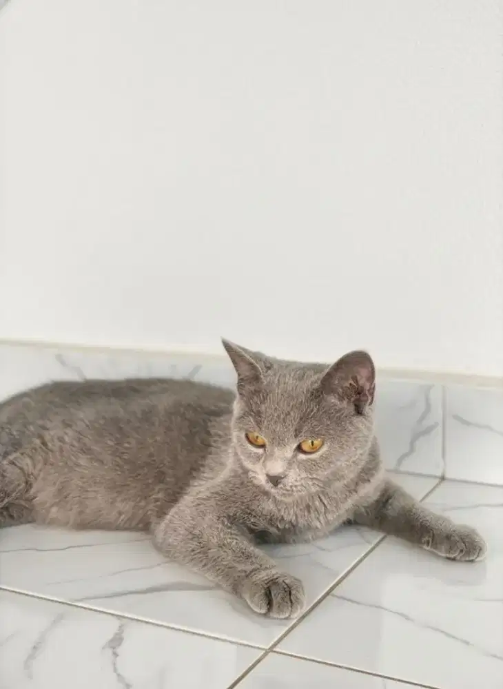 BSH BLUE BETINA