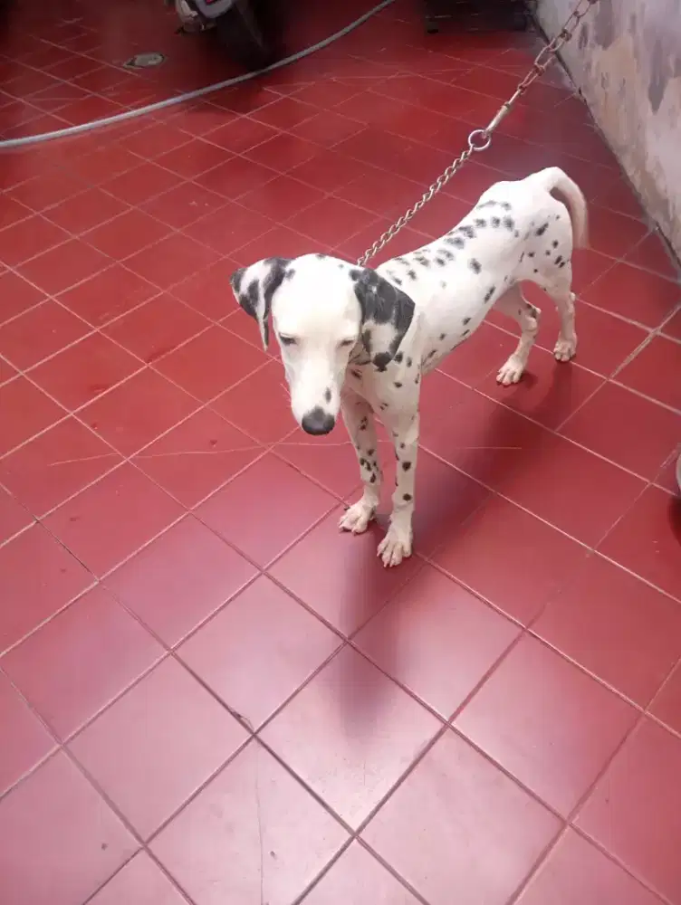Dalmation betina ( jkt)