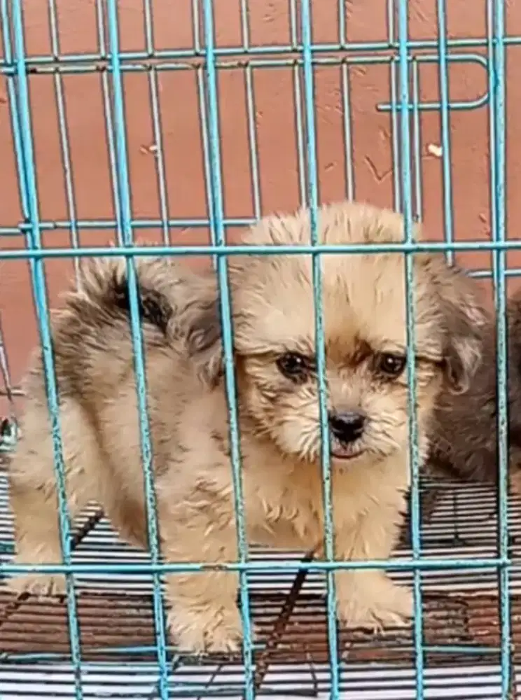 Mini shitsu betina lucu