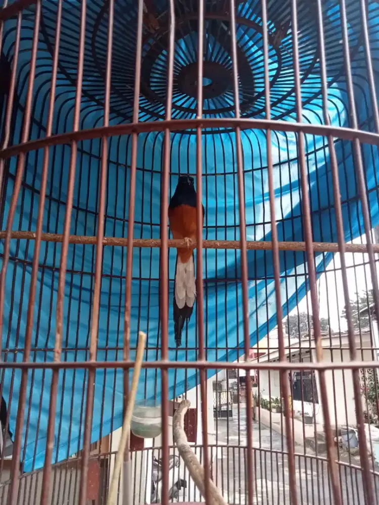 Muray Ex Gacoran Harian Rajin