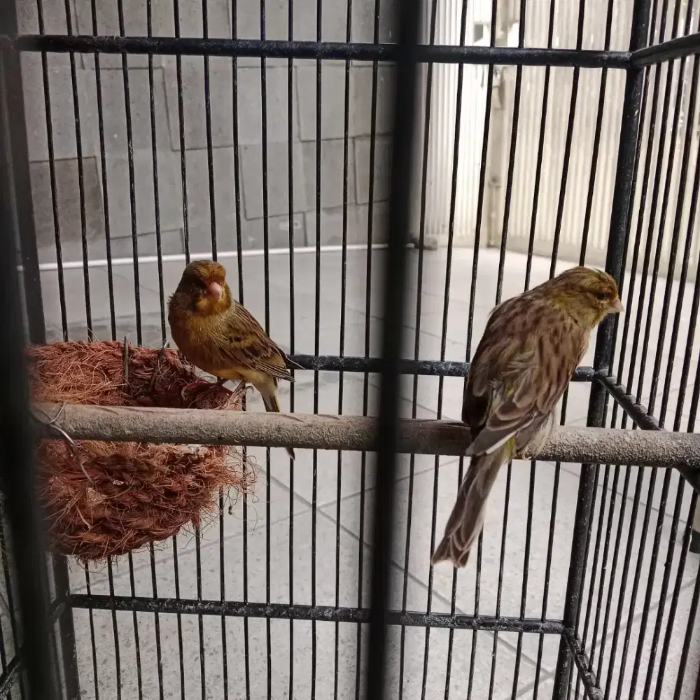 Kenari lokal sepasang