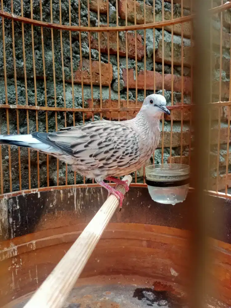 Derkuku leopart gayer