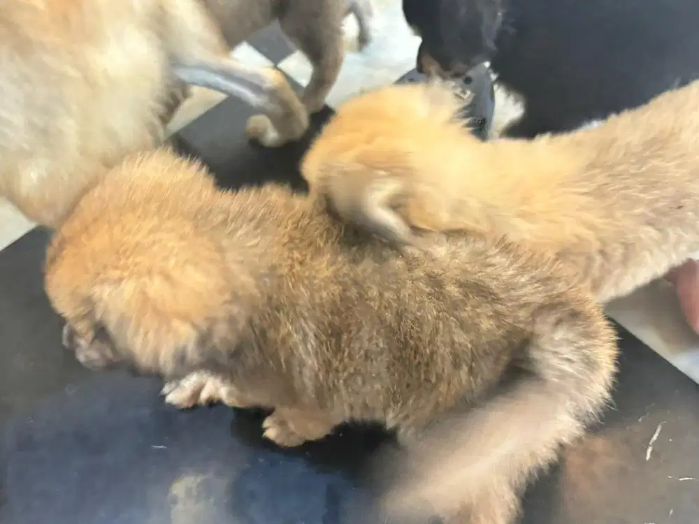 Anak Anjing Golden mix Shitzu