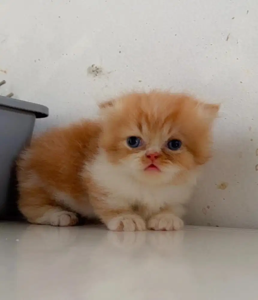 kitten munchkin gealic foldex