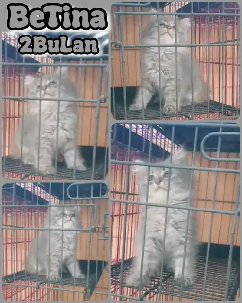 Betina unyuk mungil usia 2bulan warna abu tabby manis