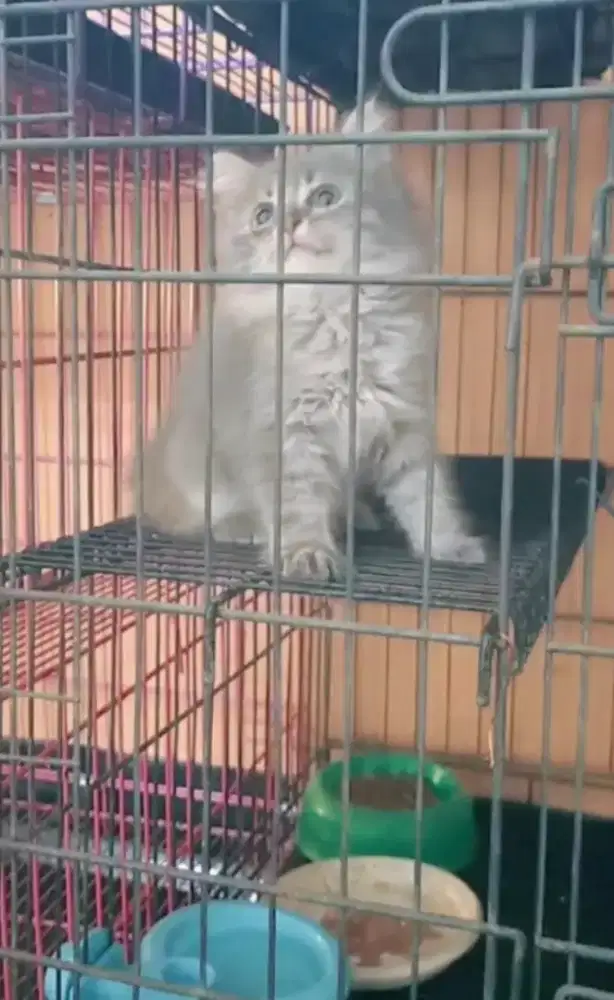 Betina cantik imut manjalitah warna abu tabby manis