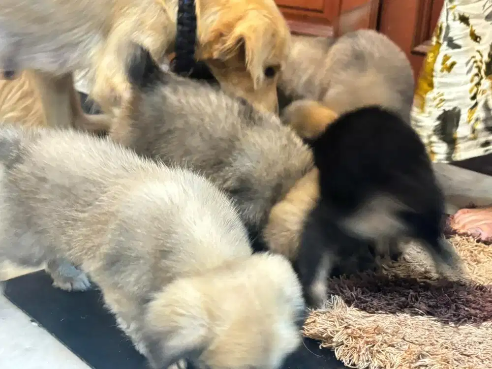 Anjing Golden mix Shitzu