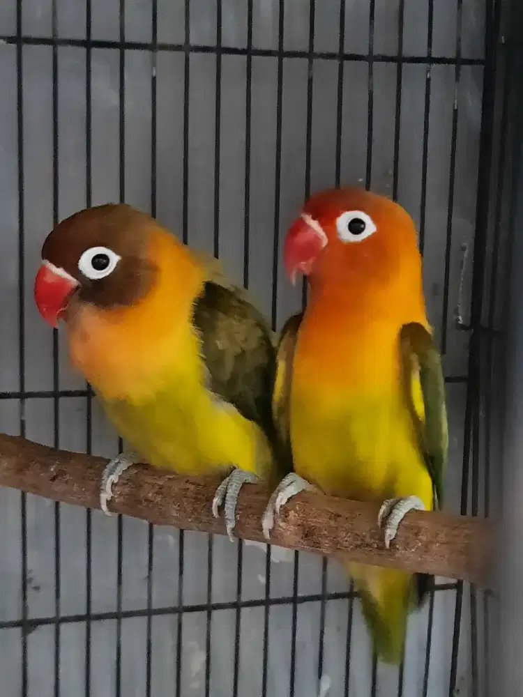 Lovebird pasangan induk resmi