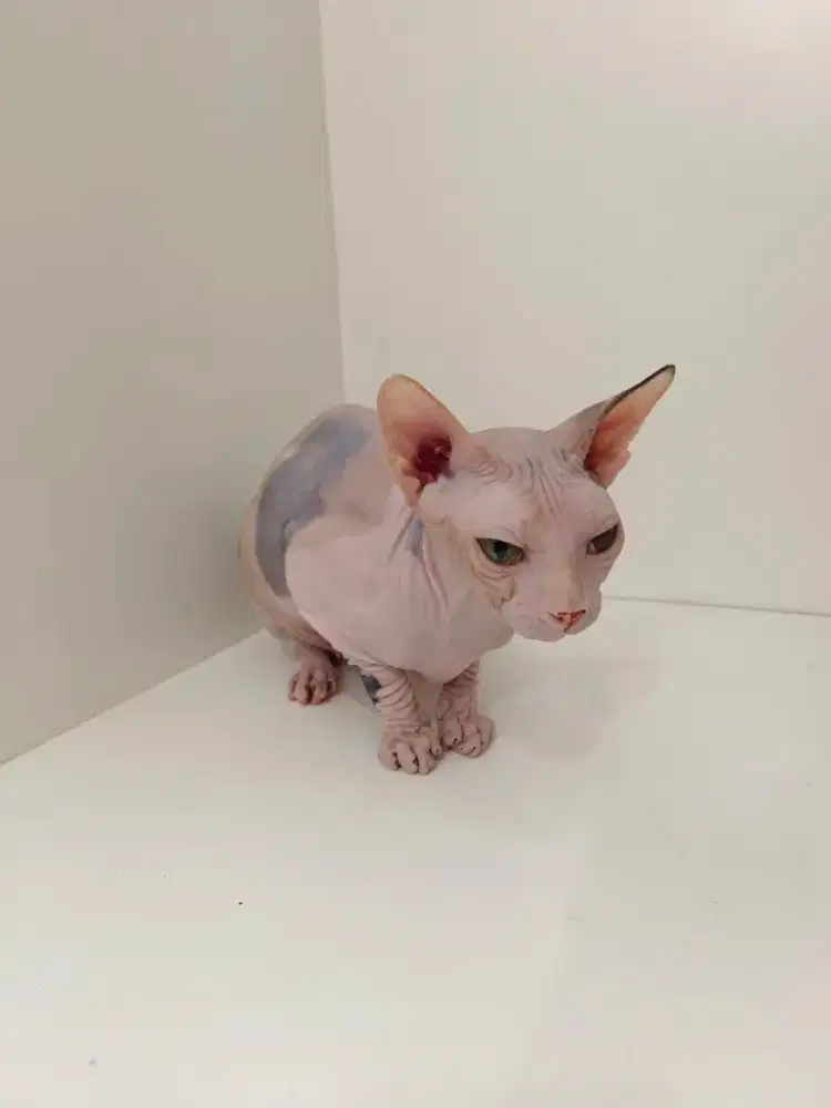Sphynx borongan